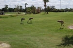 golf 03042017 (222)